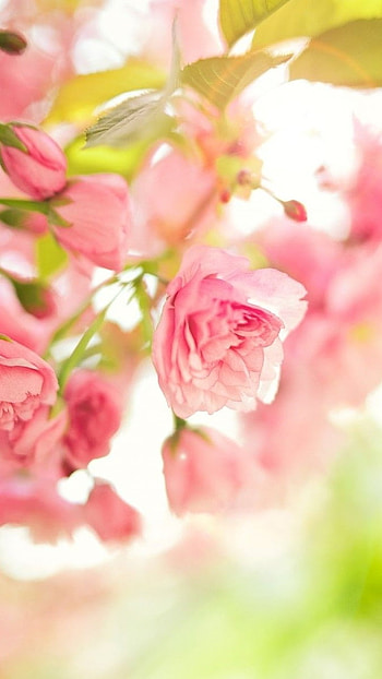 May Background, Pink, Flowers Background HD phone wallpaper