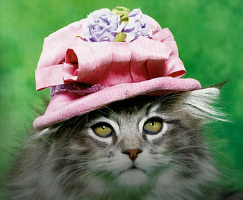 A cat in a pink hat, blue, rose, pink, cat, feline, hat HD wallpaper