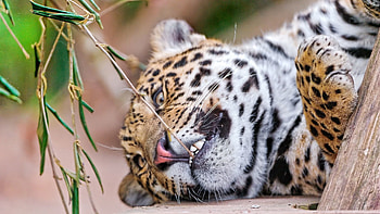 Animals, Leopard, Aggression, Grin, Muzzle HD wallpaper