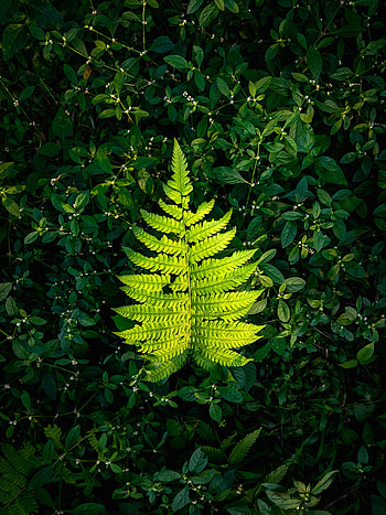 Plants, Nature, Fern, Leaflet HD phone wallpaper