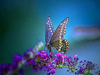 Spring beauty, blue, purple, wings, butterfly, flowers, spring HD wallpaper