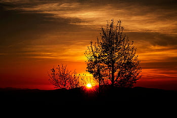 A serene landscape featuring a silhouetted tree against a vibrant sunset sky, capturing nature's beauty. HD wallpaper