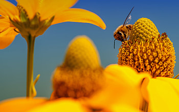 Bee, Honey bee , beauty, Nature's charm HD wallpaper