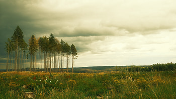 Landscape, sky, nature, tree HD wallpaper