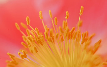 Flower, Macro, Stamens HD wallpaper