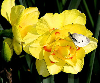 Spring gold, black, butterfly, yellow, flower, black and white, spring HD wallpaper