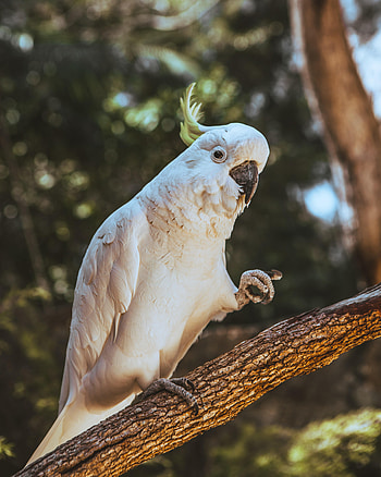 Funny, Animals, Parrots, Bird, Cockatoo HD phone wallpaper