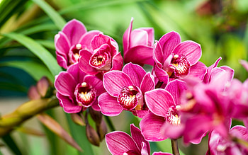 pink orchids, background with orchids, tropical flowers, orchid branch, orchids HD wallpaper