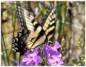 Butterfly, animal, wings, flowers HD wallpaper