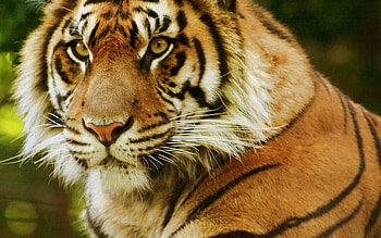 Animals, Muzzle, Predator, Sight, Opinion, Tiger HD wallpaper