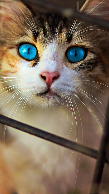 Cat, Blue eyes, Sony Xperia, Backgrounds HD phone wallpaper