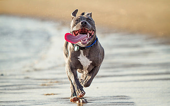 Animals, Dog, Protruding Tongue, Tongue Stuck Out, Sheepdog, Sheep Dog, Bull Terrier HD wallpaper