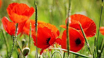 Plants, Flowers, Poppies HD wallpaper
