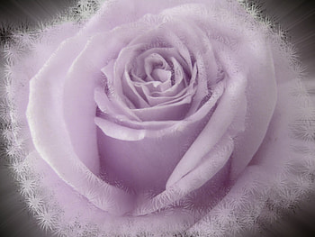 Rose, flowers HD wallpaper