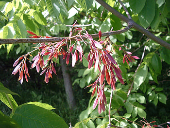 Ash wood, Emerald ash borer, Infestation management, Tree health HD wallpaper