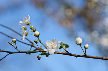Flowers, Flower, Petals, Bloom, Flowering, Spring HD wallpaper