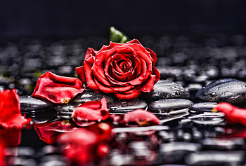 Pebbles, rocks, red rose, blur, portrait HD wallpaper