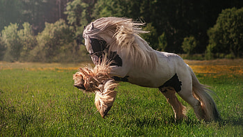 Horse, animal, run, tail HD wallpaper