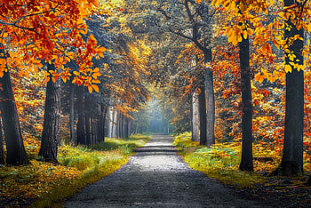Autumn road, Forest, Trees, Road, Nature, Autumn HD wallpaper