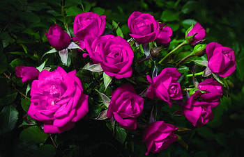 Flowers, Roses, Blur, Smooth, Greens, Bouquet, Handsomely, It's Beautiful HD wallpaper