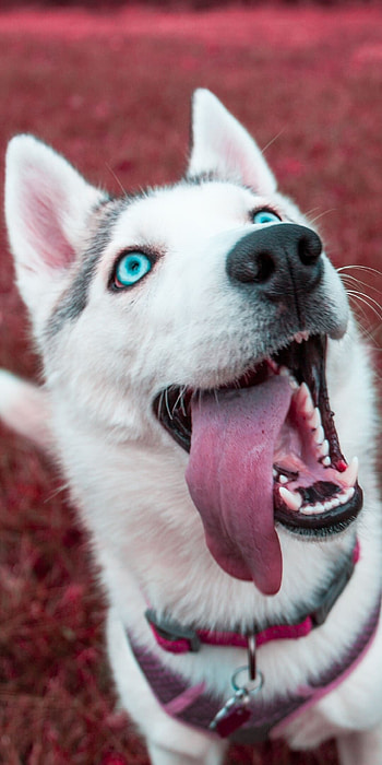 High quality dog , Dog , Quality dog HD phone wallpaper
