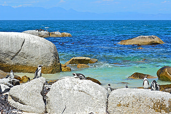 Animals, Landscape, Pinguins, Stones, Sea HD wallpaper