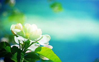 Beautiful flowers, nature, flowers, bloom, petals HD wallpaper