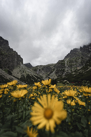 Nature, Flowers, Mountains, Rocks, Wildflowers HD phone wallpaper