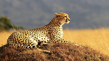 Sleek feline predator, Graceful and agile, Beautiful spotted fur, African wilderness HD wallpaper