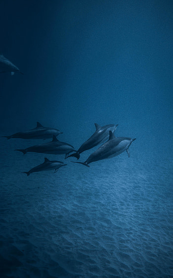 Dolphins, underwater, fish HD phone wallpaper