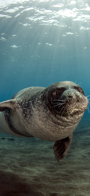 Cute seal , Whimsical artwork, background bliss, Adorable marine creature HD phone wallpaper
