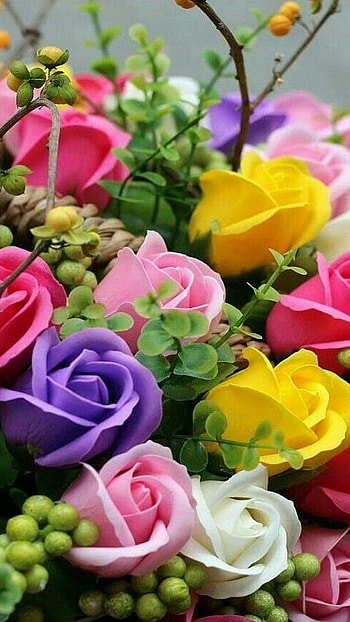 Beautiful Flowers, Colourful Flowers HD phone wallpaper