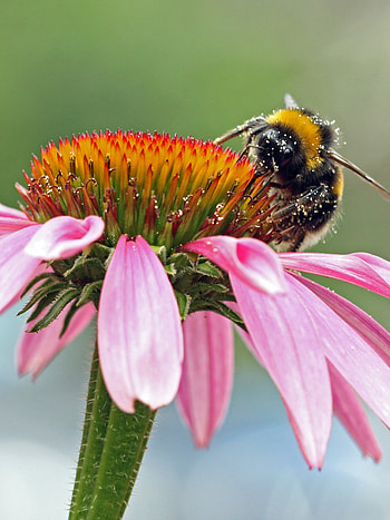 Animal-themed bee, Nature's beauty, Insect life, Eye-catching HD phone wallpaper