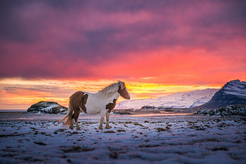 Winter Sunset, winter, snowy, horse, landscape, snow, clouds, nature, sky, splendor, winter time, sunset HD wallpaper