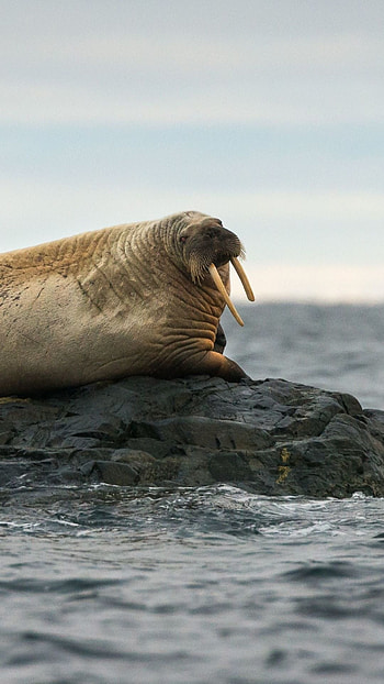 Walrus , Ryan Peltier, Oceanic creature, Arctic HD phone wallpaper