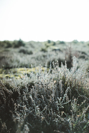 Nature, Flowers, Plant, Wild HD phone wallpaper