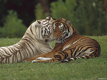 Animals, Tigers HD wallpaper