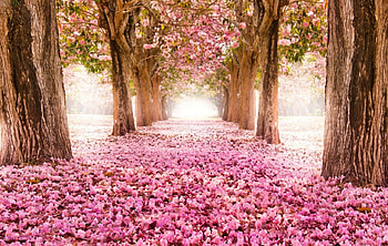 Spring Blossoms, nature, spring, park, blossoms HD wallpaper