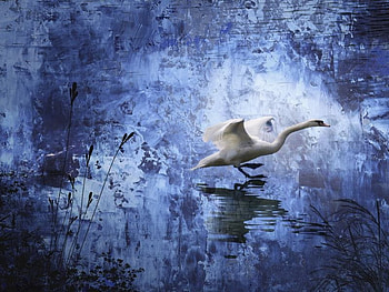 Goose Blues, goose, blues HD wallpaper