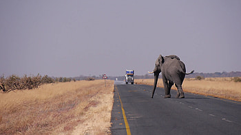 Botswana elephant, 35000 euro, Wild beim wild, Wildlife conservation HD wallpaper