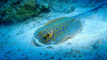 Ocean Stingray, Nature, Underwater, Oceans, Stingrays HD wallpaper