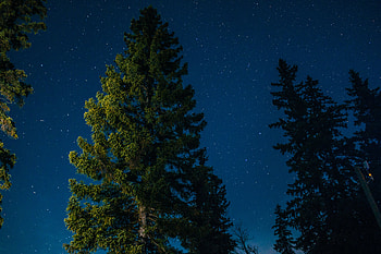 Nature, Stars, Wood, Tree, Starry Sky HD wallpaper