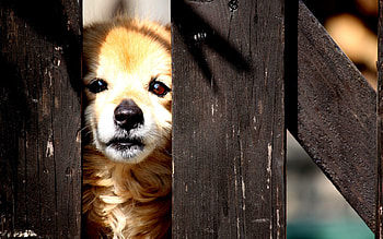 Animals, Fence, Puppy, Kid, Tot, Peek Out, Look Out HD wallpaper