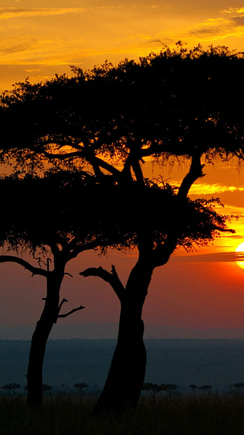 Sunset in Africa, Maasai Mara Reserve, Narok County, Kenya HD phone wallpaper