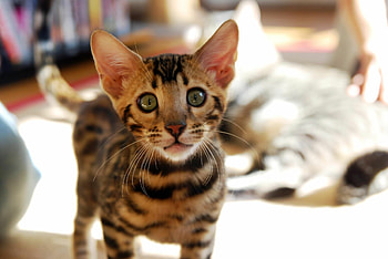 Close-up, Bengal Cats HD wallpaper