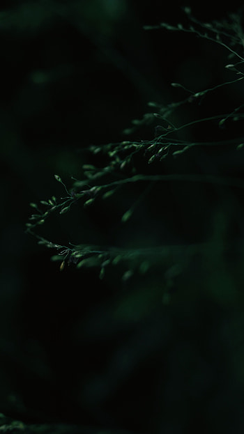 Leaves, Macro, Dark, Blur, Smooth HD phone wallpaper