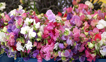 Flowers, Multicolored, Motley, Close-Up, Sweet Pea, Buckets HD wallpaper