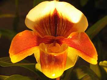 Flower, light, yellow, nature, orange HD wallpaper