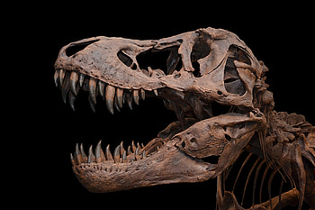 Skull, Tyrannosaurus Rex HD wallpaper