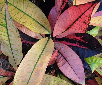 Plants, Nature, Leaves, Texture, Lines HD wallpaper